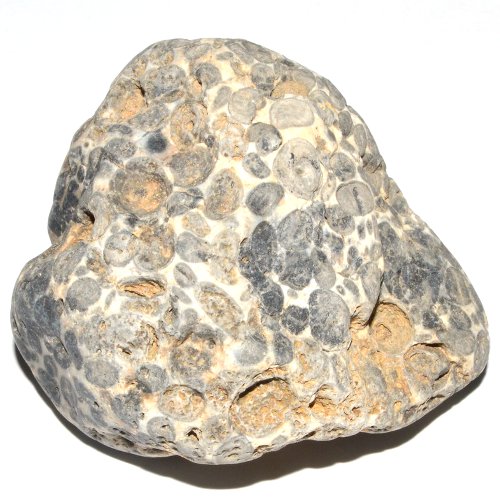 Oncolite specimen