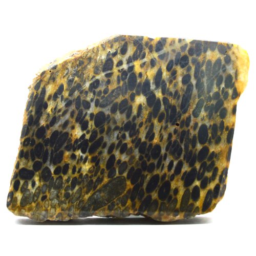 Oncolite specimen