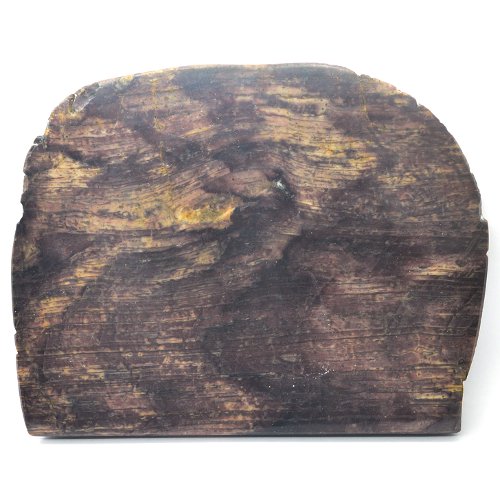 Petrified wood specimen