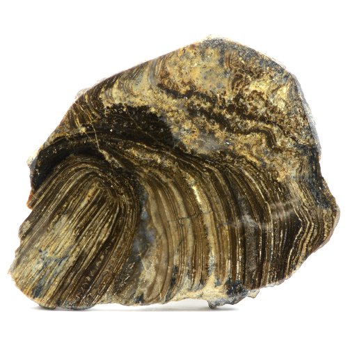 Petrified wood specimen