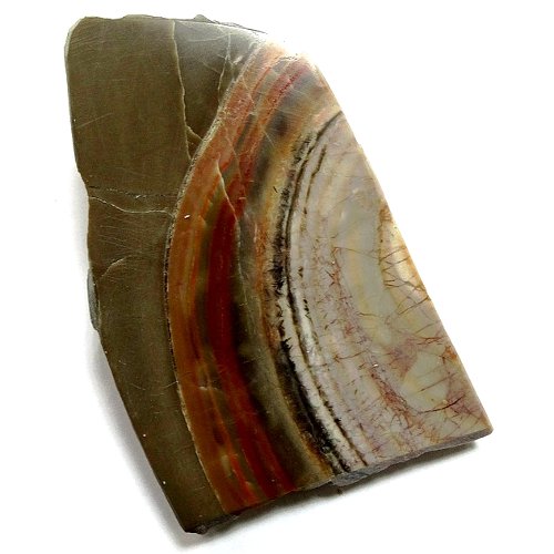 Stromatolite specimen