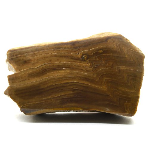 Petrified wood specimen